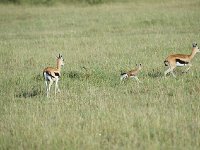 DSC4269 Gazelle de Thomson - Gazella thomsonii
