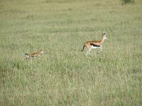 DSC4271 Gazelle de Thomson - Gazella thomsonii