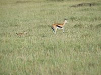 DSC4272 Gazelle de Thomson - Gazella thomsonii