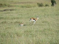 DSC4274 Gazelle de Thomson - Gazella thomsonii