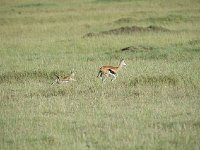 DSC4277 Gazelle de Thomson - Gazella thomsonii