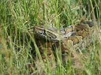 DSC4333 Python de Seba - Python sebae