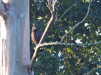 Aigle Huppard - Lophaetus occipitalis