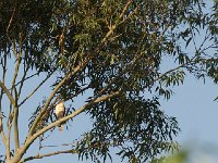 Autour unibande - Kaupifalco monogrammicus