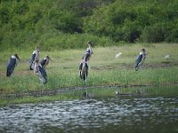 Marabout d'Afrique - Leptoptilos crumenifer