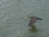 Cormoran à poitrine blanche - Phalacrocorax lucidus