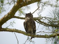 Grand-duc de Verreaux - Bubo lacteus