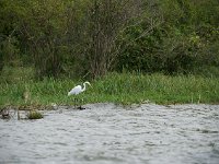 Grande aigrette - Ardea alba