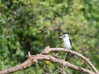 Martin-chasseur du Sénégal - Halcyon senegalensis