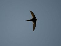 Martinet cafre - Apus caffer