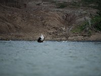 Pygargue vocifer - Haliaeetus vocifer