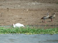 Spatule d'Afrique - Platalea alba - Ouganda