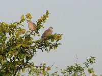 Tourterelle pleureuse - Streptopelia decipiens