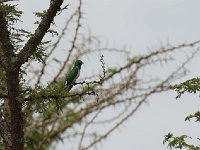 Coucou de Klaas - Chrysococcyx klaas