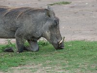 Phacochère commun - Phacochoerus africanus