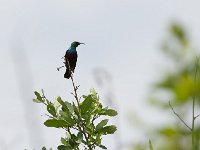 Souimanga de Mariqua - Cinnyris mariquensis