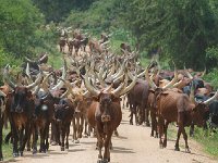 Vaches ougandaises
