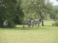 Zèbre des plaines - Equus quagga