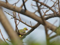 Colombar à front nu - Treron calvus