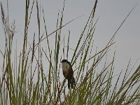 Coucal à nuque bleue - Centropus monachus