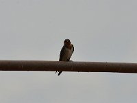 Hirondelle d'Angola - Hirundo angolensis