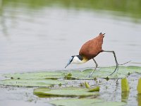 DSC1089 Jacana à poitrine dorée - Actophilornis africanus