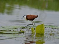 DSC1091 Jacana à poitrine dorée - Actophilornis africanus