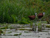 DSC1100 Jacana à poitrine dorée - Actophilornis africanus