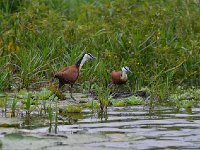 DSC1101 Jacana à poitrine dorée - Actophilornis africanus