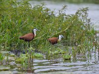 DSC1102 Jacana à poitrine dorée - Actophilornis africanus