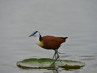 DSC1176 Jacana à poitrine dorée - Actophilornis africanus