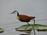 DSC1177 Jacana à poitrine dorée - Actophilornis africanus
