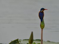 Martin-pêcheur huppé - Corythornis cristatus