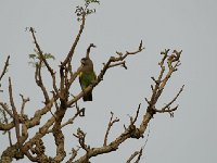Perroquet de Meyer - Poicephalus meyeri