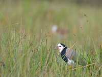 Vanneau à ailes blanches - Vanellus crassirostris