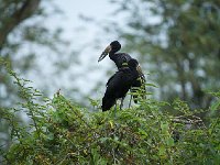 Bec-ouvert africain - Anastomus lamelligerus