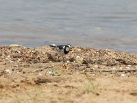 Bergeronnette pie - Motacilla aguimp