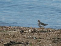 Chevalier guignette - Actitis hypoleucos