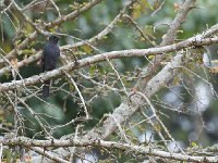 Gobemouche drongo - Melaenornis edolioides