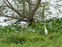 Jabiru d'Afrique - Ephippiorhynchus senegalensis