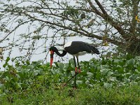DSC1483 Jabiru d'Afrique - Ephippiorhynchus senegalensis