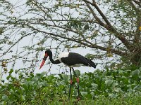 DSC1484 Jabiru d'Afrique - Ephippiorhynchus senegalensis