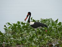 DSC1490 Jabiru d'Afrique - Ephippiorhynchus senegalensis