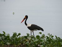 DSC1493 Jabiru d'Afrique - Ephippiorhynchus senegalensis