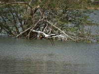 DSC1601 Jabiru d'Afrique - Ephippiorhynchus senegalensis