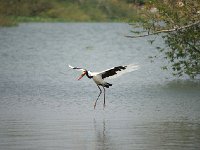 DSC1603 Jabiru d'Afrique - Ephippiorhynchus senegalensis