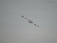 Martin-pêcheur pie -  Ceryle rudis