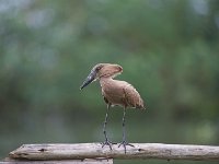 Ombrette africaine - Scopus umbretta