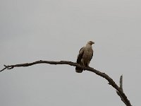 Palmiste africain - Gypohierax angolensis