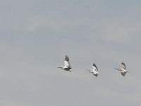 Pélican gris - Pelecanus rufescens
